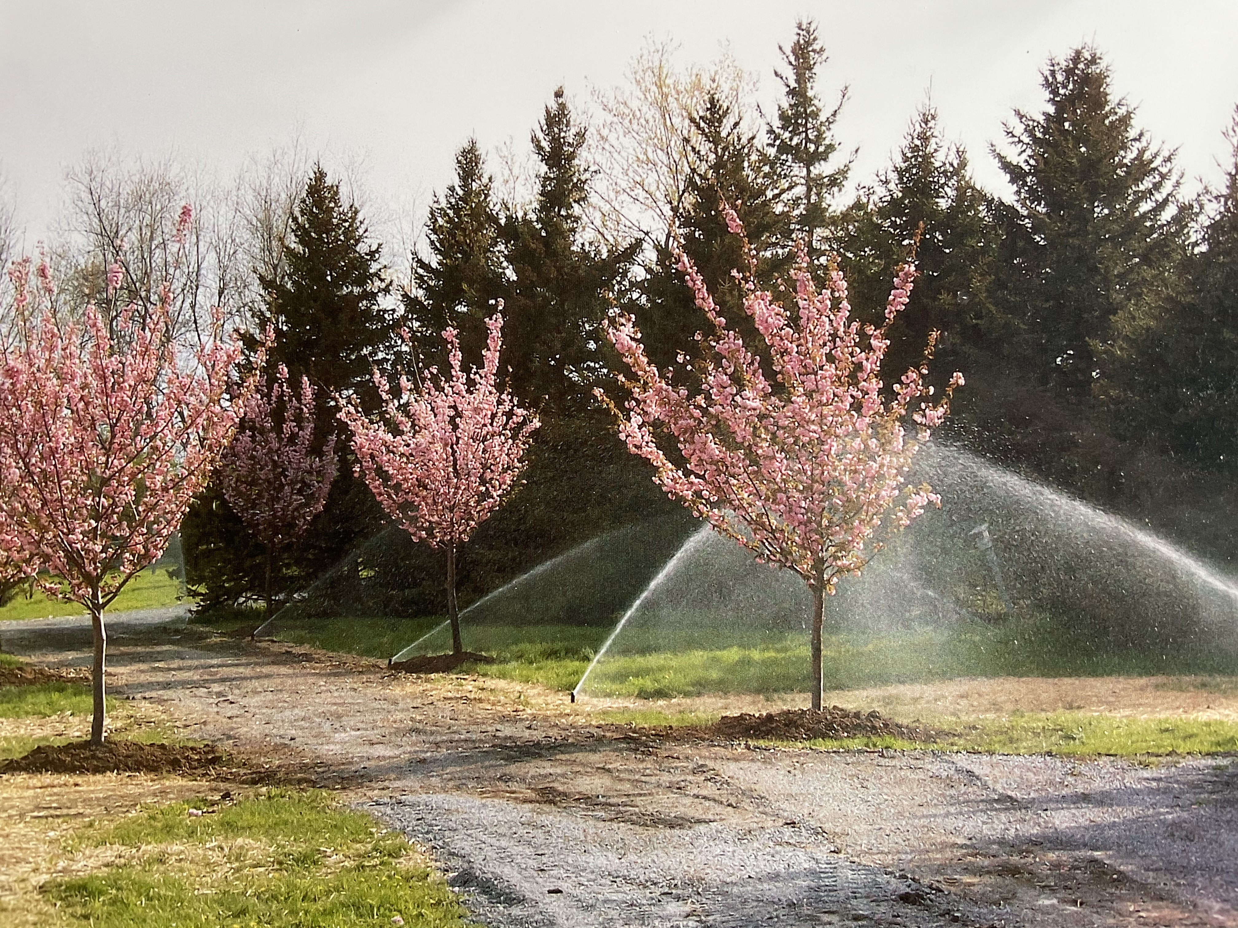 Flowering Tree Entry and Irrigation System